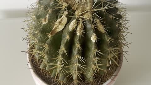 Cactuses are spines