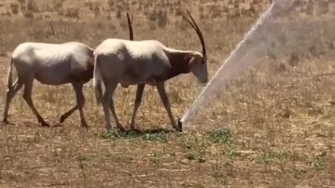 Horned Oryx cooling down in the sprinklers