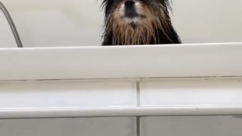 Bath time for cute dog