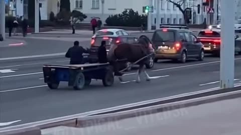 Horse and cart rides in Vitebsk