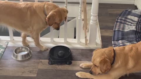 Golden retriever is too scared to get his ball out of his water bowl.