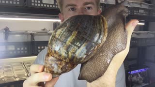 One Big Snail