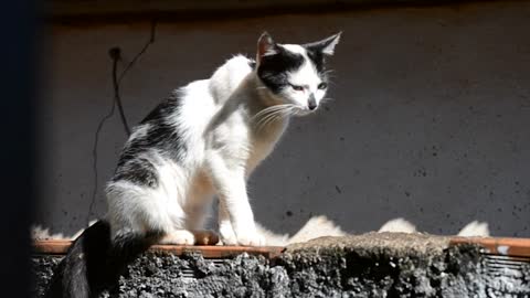 Street cat