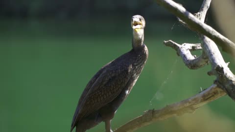 Feast your eyes and see this amazing bird