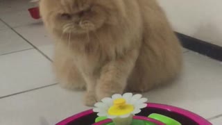 Cat Too Clever for Butterfly Toy