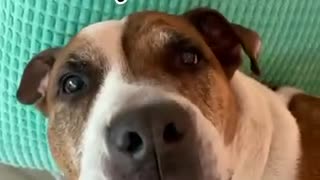 Cute dog singing!