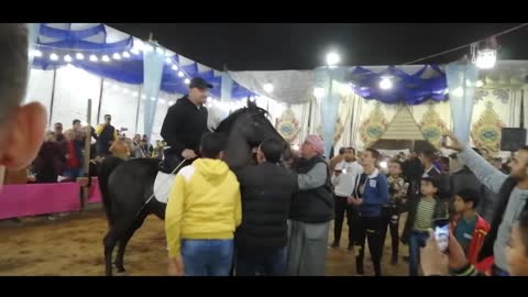 Egyptian actor dancing with his Arabian horse on oriental music