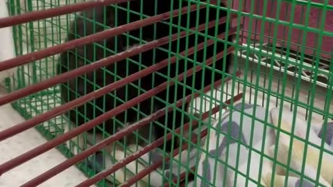 Feral Cats: Why Traps Are Used Rather Than Crates