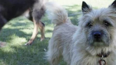 Senior Dog Rescued By His Best Friend