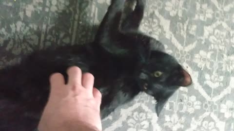 ASMR happy black kitty morning scratch