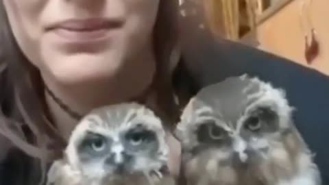 Is that two owls coping there master