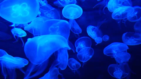 jellyfish in water tank