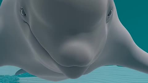 facts about beluga whale