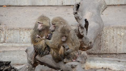 monkey mother family