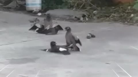Why are 4 birds fighting ? 😅