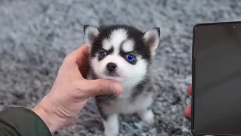 Husky bebe feliz