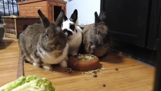 Caught the moment my bunnies eat together