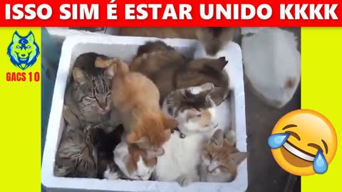 😹😻 Meet the Kindest CATS FAMILY in the World. 🐱🐱