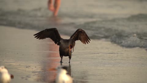 Double Crested Cormorant coughs up dinner.