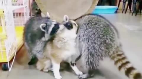 Why do these two raccoons like puppies so much?