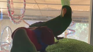 Eclectus Parrot can only look on while his girl flirts with a conure