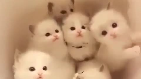 Group Of Small Cute Kittens