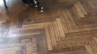 Cat under chair plays with fidget spinner