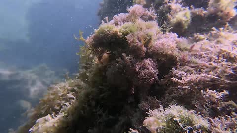 This Crab is Perfectly Camouflaged for the Shallow Sea Floor