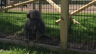 Monkey Throws Dirt at Zoo Visitors