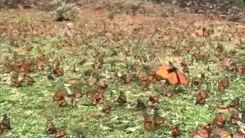 The most beautiful scene of a group of butterflies in the garden