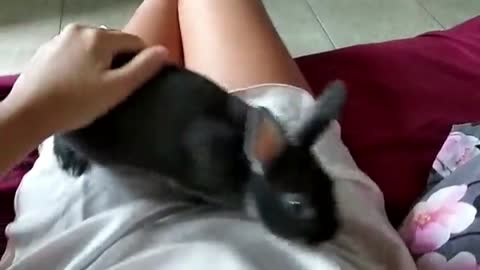Cute black bunny