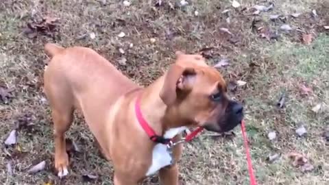 Puppy Decides To Walk Himself