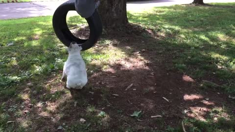 Playtime With Toddler Has Dog Hanging On For Dear Life