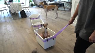I Made A Train For My Dogs