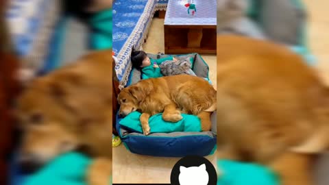 funny video cat and dog 2021