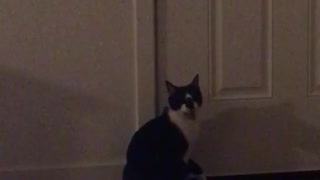 Black white cat tries to open a door