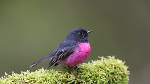 Pink Robin _ Petroica rodinogaster