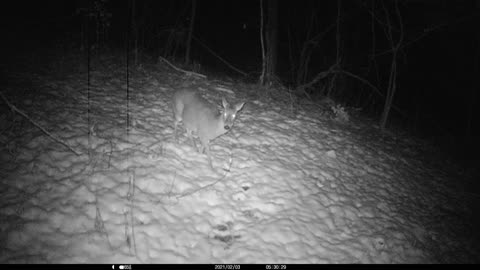 Doe Licking Mineral Block in Snow
