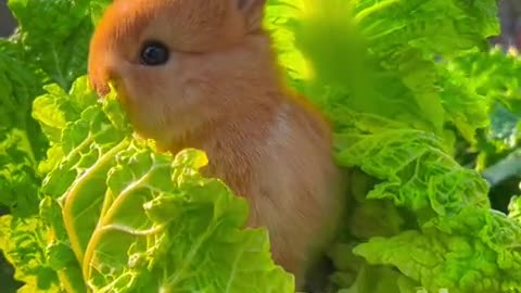 Munching on a sunlit napa cabbage.