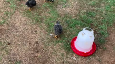 Chick in Reverse