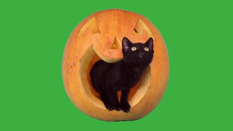 Halloween cat video