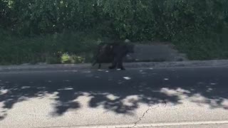 Monkey Running on Road in Texas