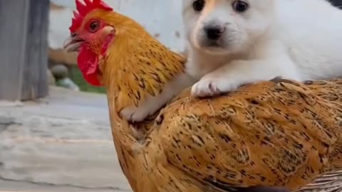 Baby puppy and chicken friendship /animal lovers