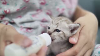 kitten drinking milk