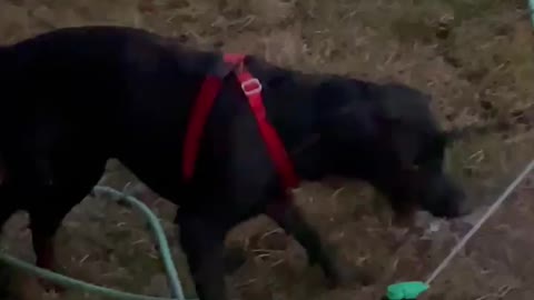 Dog Tries to Drink Water From Moving Stream of Sprinkler