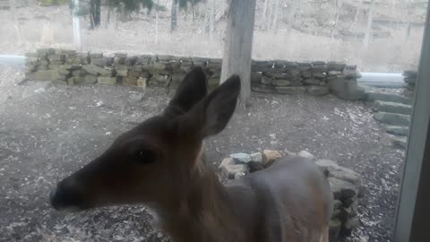 Deer Comes Running When Her Caretaker Calls Her Name