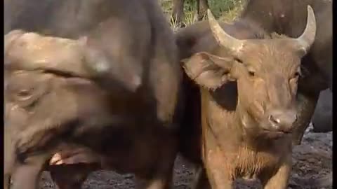 African Buffalo: A major eco-tourism attraction but also a carrier of serious diseases (Part 2)