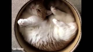 My cat enters in a circular cylinder and sees her feet in astonishment