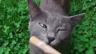 Cat loves ice cream