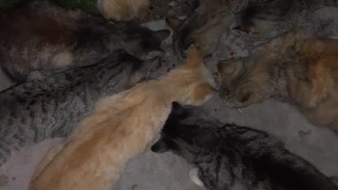 Gatos Comiendo